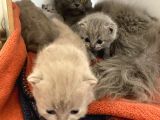 Scottish Fold