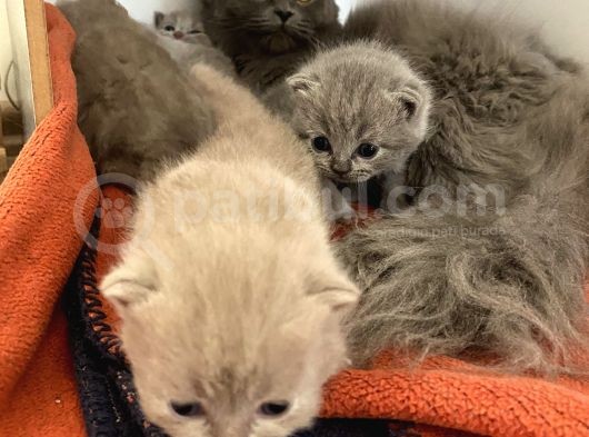 Scottish Fold görsel