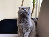 Scottish Fold