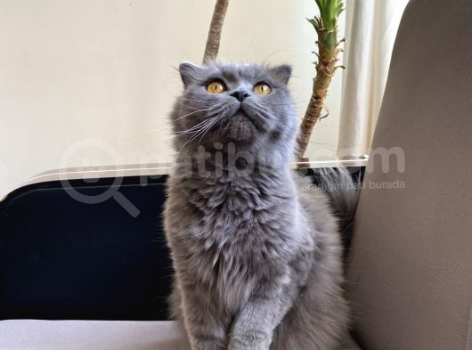 Scottish Fold görsel