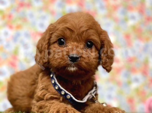 Safkan Maltipoo Yavrularımız görsel
