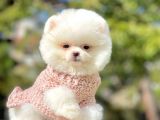 Safkan Teddy Ayı Surat Pomeranian Yavrularımız