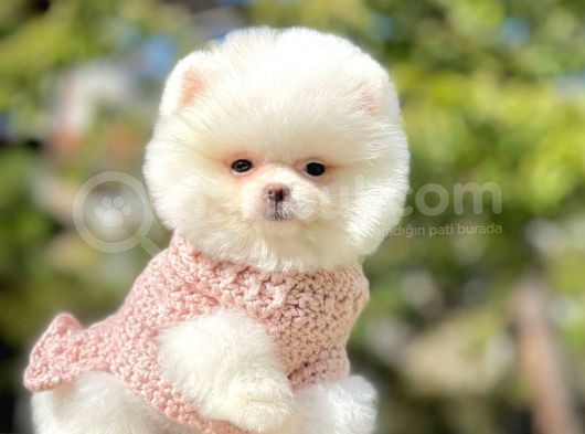 Safkan Teddy Ayı Surat Pomeranian Yavrularımız