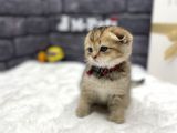 Muhteşem Tüy Ve Surat Yapisina Sahi̇p Scotti̇sh