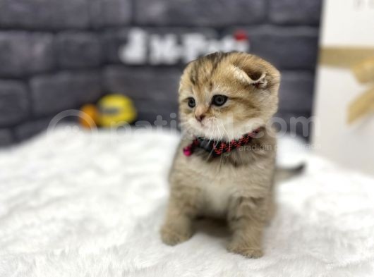 Muhteşem Tüy Ve Surat Yapisina Sahi̇p Scotti̇sh görsel
