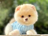 Safkan Teddy Ayı Surat Pomeranian Yavrularımız