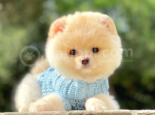 Safkan Teddy Ayı Surat Pomeranian Yavrularımız görsel