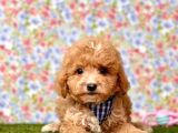 Safkan Maltipoo Yavrularımız