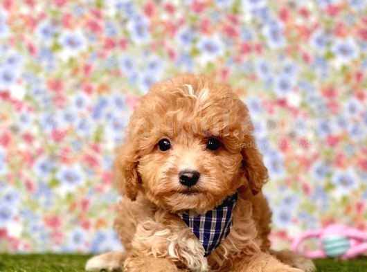 Safkan Maltipoo Yavrularımız görsel