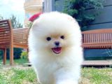 AA Kalite Safkan Pomeranian Oğlumuz LATTE