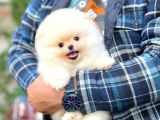 Aa Kalite Safkan Pomeranian Oğlumuz Latte