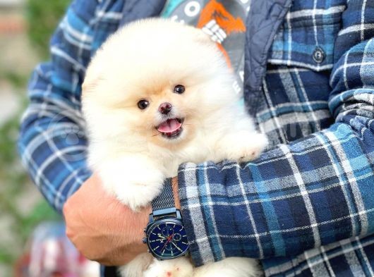 Aa Kalite Safkan Pomeranian Oğlumuz Latte görsel