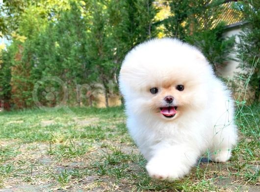 Aa Kalite Safkan Pomeranian Oğlumuz Latte görsel