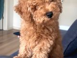 5 Aylık Erkek Güzeli Toy Poodle