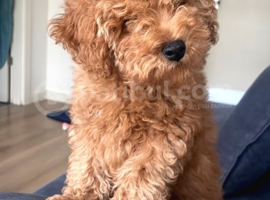 5 Aylık Erkek Güzeli Toy Poodle görsel