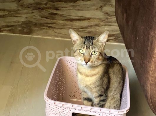 Kayıp görsel