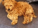 5 Aylık Erkek Güzeli Toy Poodle