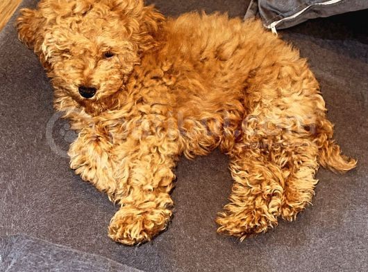 5 Aylık Erkek Güzeli Toy Poodle görsel