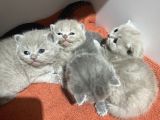 Scottish Fold