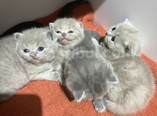 Scottish Fold görsel