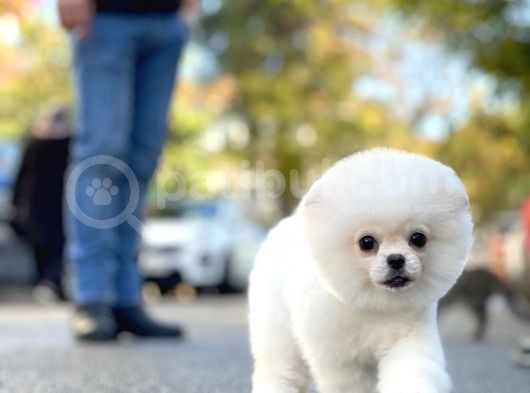 Secereli Safkan Pomeranian Boo görsel