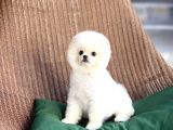 Secereli Safkan Pomeranian Boo