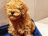 5 Aylık Erkek Güzeli Toy Poodle