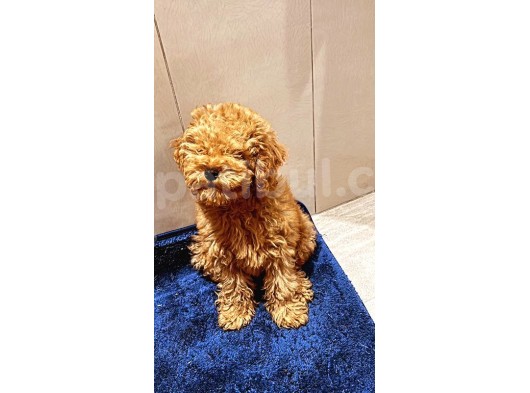 5 Aylık Erkek Güzeli Toy Poodle