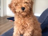 5 Aylık Erkek Güzeli Toy Poodle