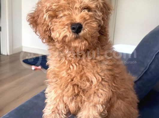 5 Aylık Erkek Güzeli Toy Poodle görsel