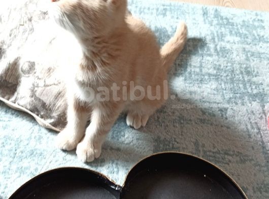 İki Buçuk Aylık Egzotik Shorthair görsel