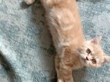 İki Buçuk Aylık Egzotik Shorthair