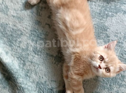 İki Buçuk Aylık Egzotik Shorthair görsel