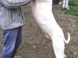 Soy Irk Garantili Dogo Argentino Yavrularımız İstanbul