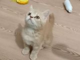 İki Buçuk Aylık Egzotik Shorthair