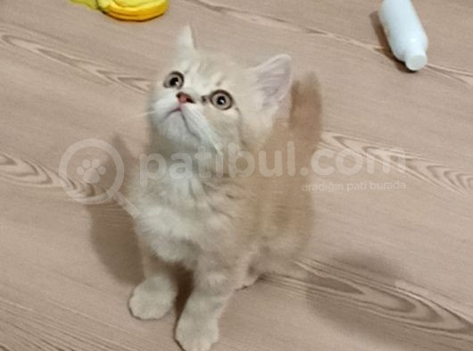 İki Buçuk Aylık Egzotik Shorthair görsel