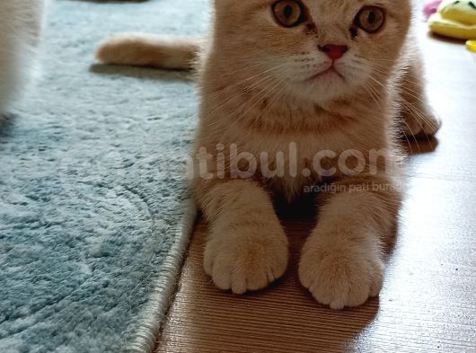 İki Buçuk Aylık Egzotik Shorthair