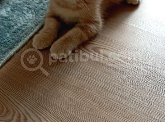 İki Buçuk Aylık Egzotik Shorthair görsel