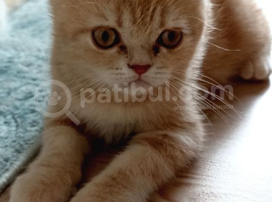 İki Buçuk Aylık Egzotik Shorthair görsel