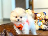 Ayı Surat Pomeranian Boo Yavrularımız