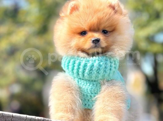 Ayıcık Surat Boo Pomeranian Yavrular