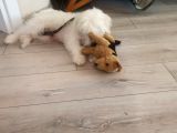 3 Aylık Yavru Köpeğimize Yuva Arıyoruz