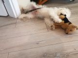 3 Aylık Yavru Köpeğimize Yuva Arıyoruz