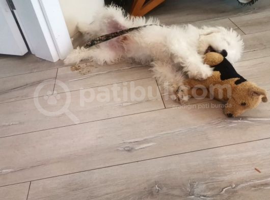 3 Aylık Yavru Köpeğimize Yuva Arıyoruz görsel