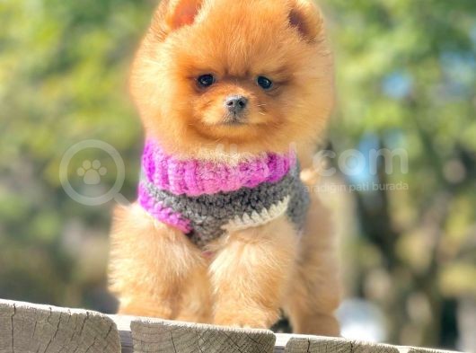 Safkan Teddy Ayı Surat Boo Yavrularımız