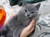 5 Erkek 1 Di̇şi̇ Scotti̇sh Ve Bri̇ti̇sh Yavrularim
