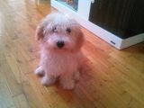 3 Aylık Maltipoo