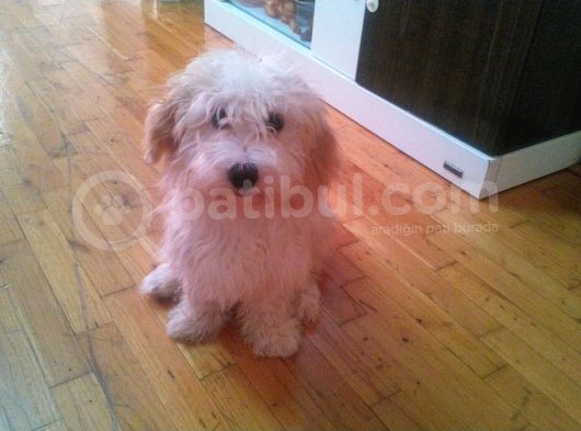 3 Aylık Maltipoo