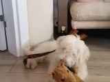 3 Aylık Yavru Köpeğimize Yuva Arıyoruz