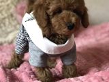 Toy Poodle Mini Boy Yavrular